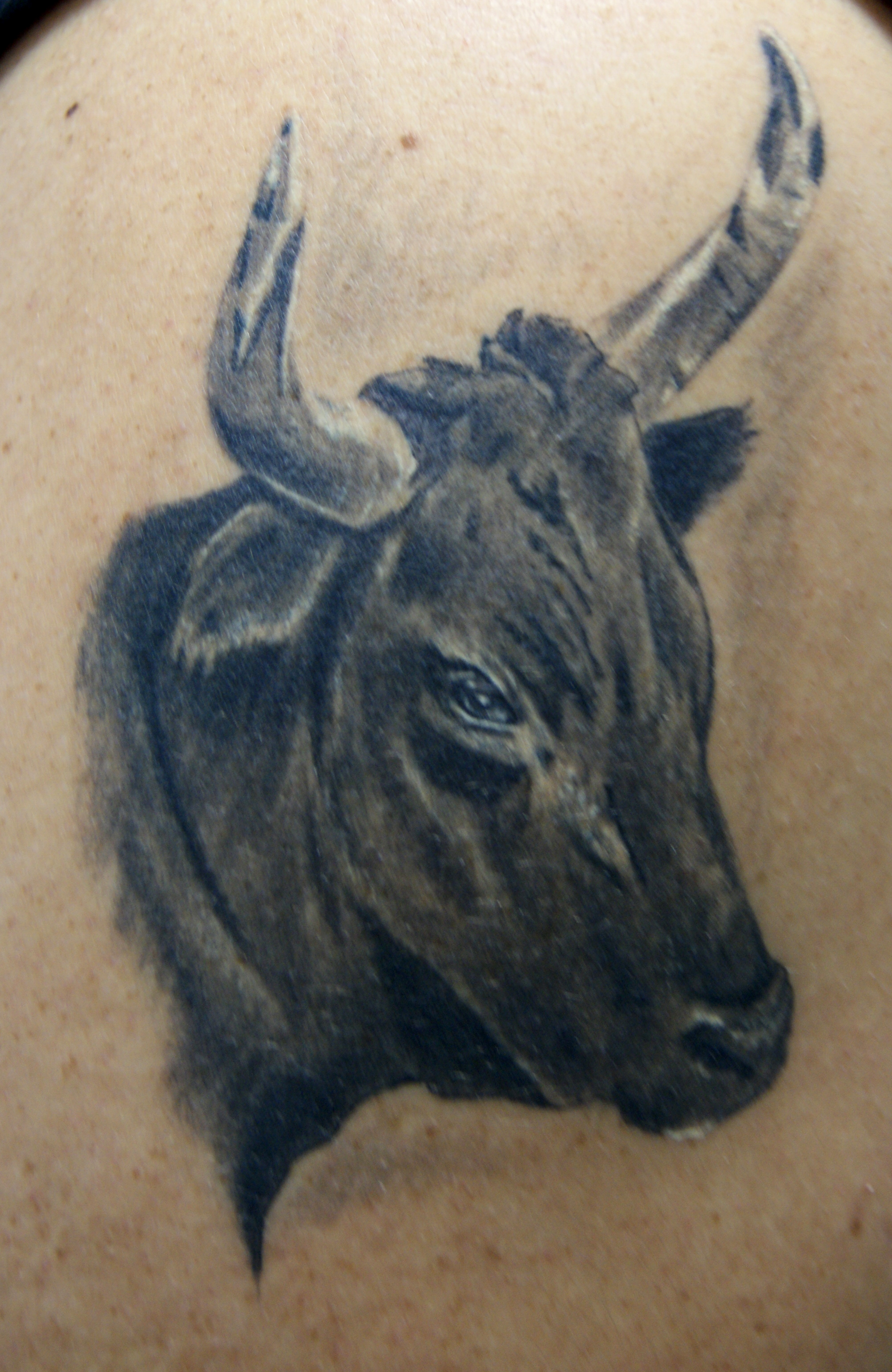 tête de taureau réaliste réalisée par ben à la boutique graphicaderme