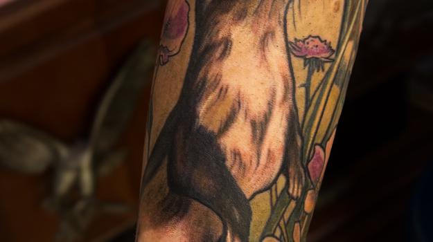 Tatouage hermine couleur réalisé par Tamara Chaudesaigues chez Graphicaderme Avignon
